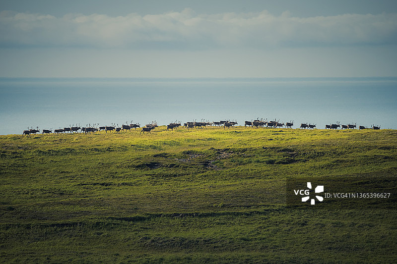 乌姆纳克的驯鹿图片素材