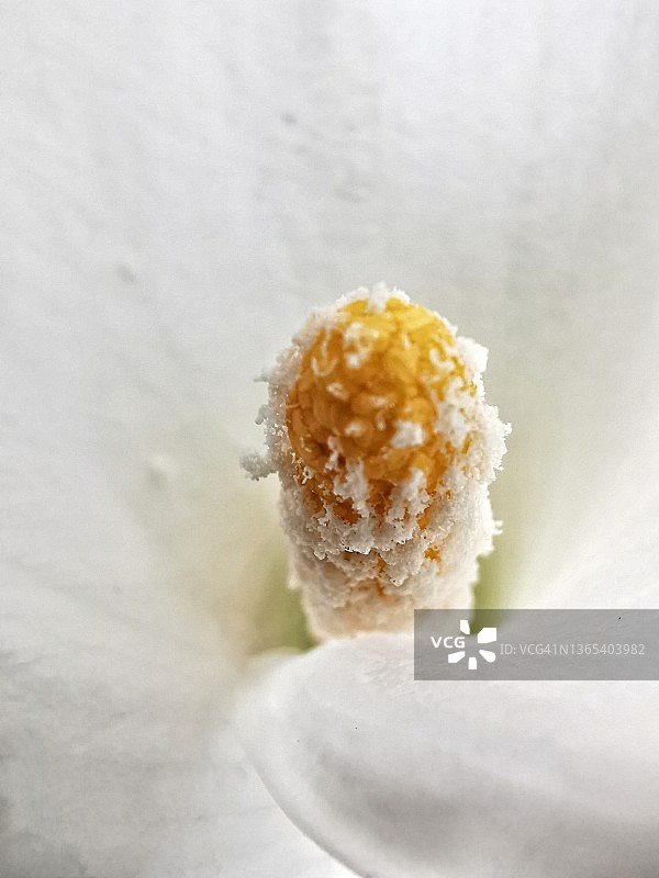 马蹄莲图片素材