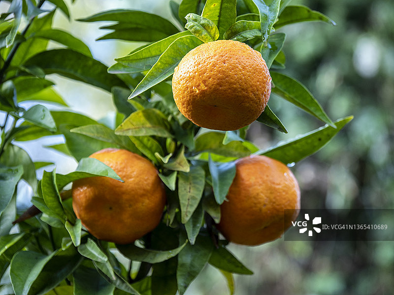 田地里树枝上准备收获的橘子图片素材