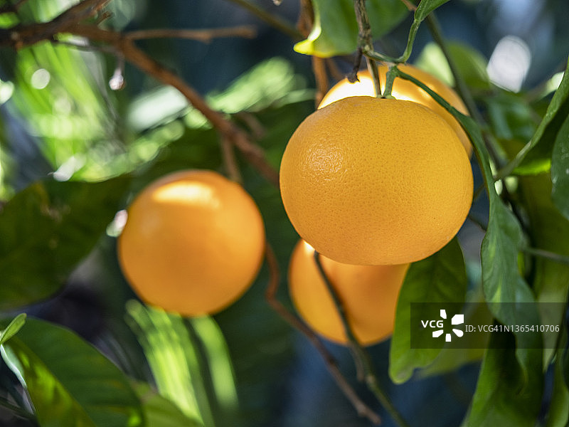 橙色果园和橙子树枝图片素材