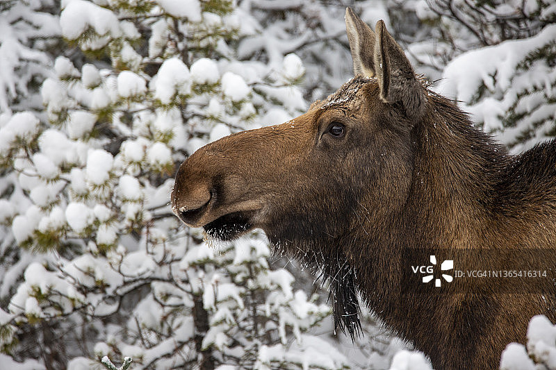 加拿大贾斯珀国家公园的雌性驼鹿特写图片素材