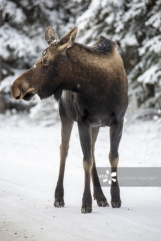 加拿大贾斯珀国家公园的驼鹿图片素材