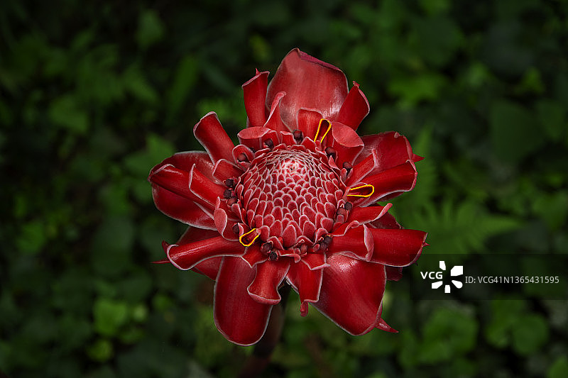 绚丽盛开的火炬姜花图片素材