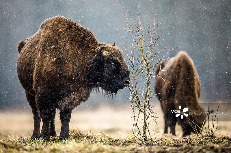 欧洲野牛图片素材
