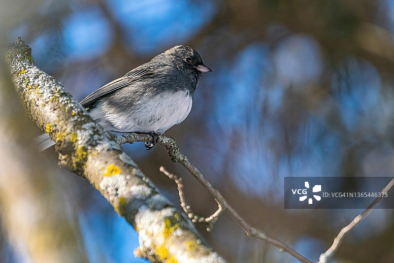 深灰丛鹟图片素材