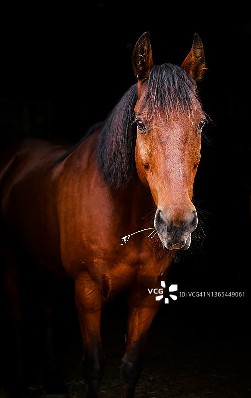 栗色马肖像图片素材