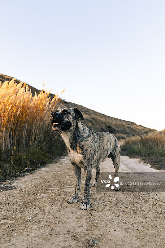 站在泥土路上的狗图片素材