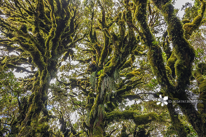 艾格蒙特国家公园妖精森林苔藓树木图片素材