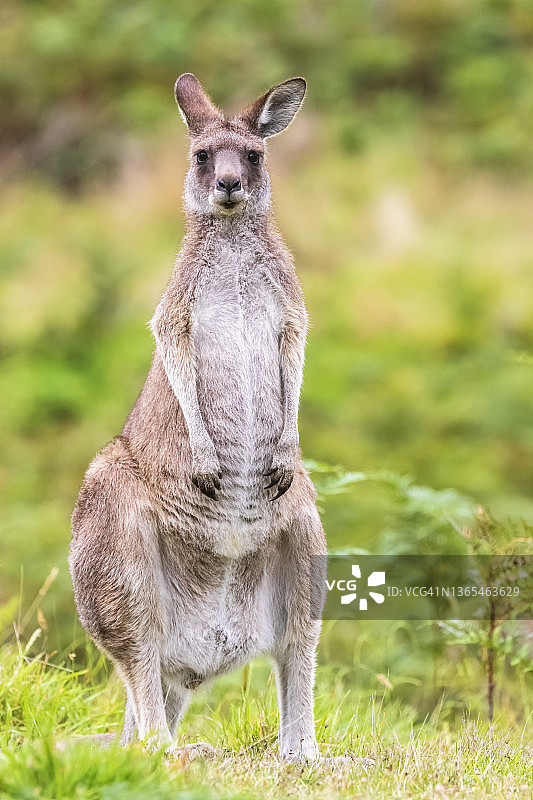 东部灰袋鼠户外站立特写图片素材