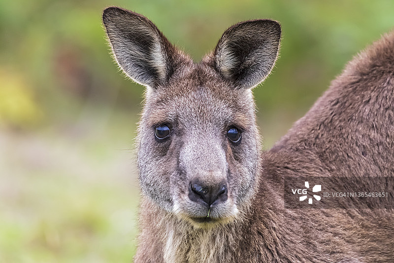 凝视镜头的东部灰袋鼠图片素材