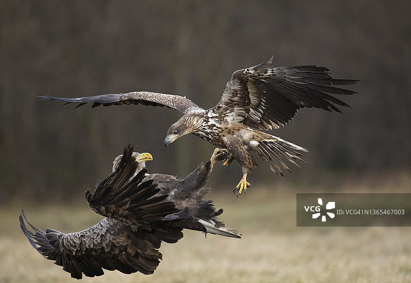 两只白尾海雕（Haliaeetus albicilla）在空中搏斗图片素材