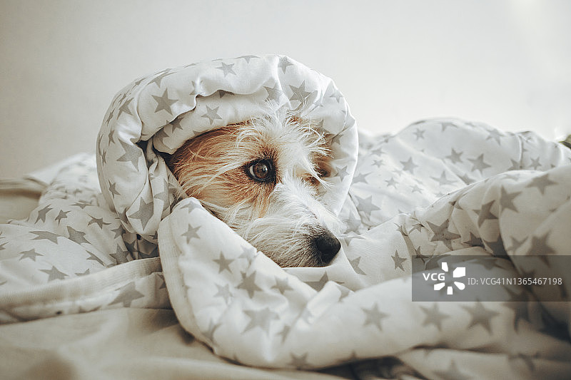 在家里的床上裹着毯子的狗图片素材