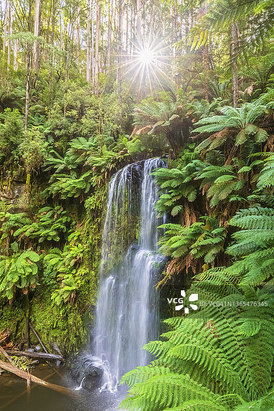 阳光穿过森林树枝，照耀着博尚瀑布图片素材