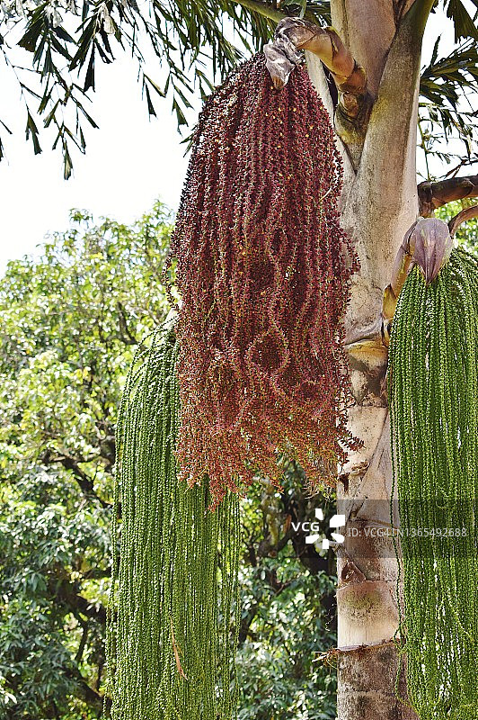 红色鱼尾棕榈树成熟果实和绿色花簇，棕榈科植物图片素材