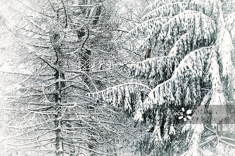 大雪天雪地景观中的树木图片素材