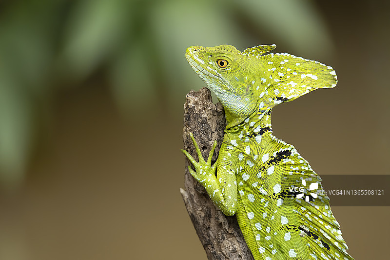 冠 Basilisk 蜥蜴图片素材