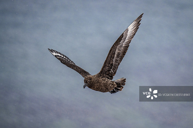贼鸥，南极洲图片素材
