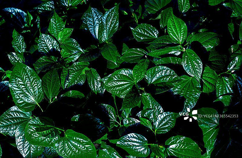 绿色树叶背景上的白色相框，可书写文字，叶子纹理背景的自然茂盛绿叶图片素材