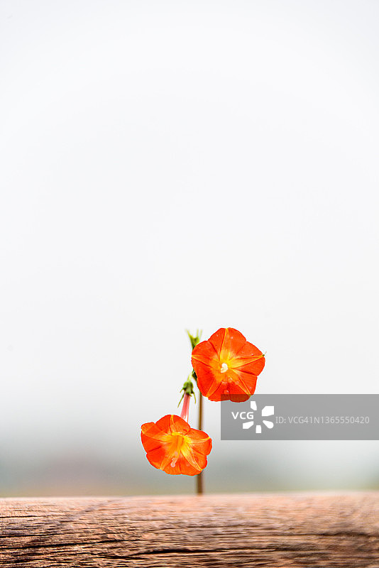 茑萝背景图片素材