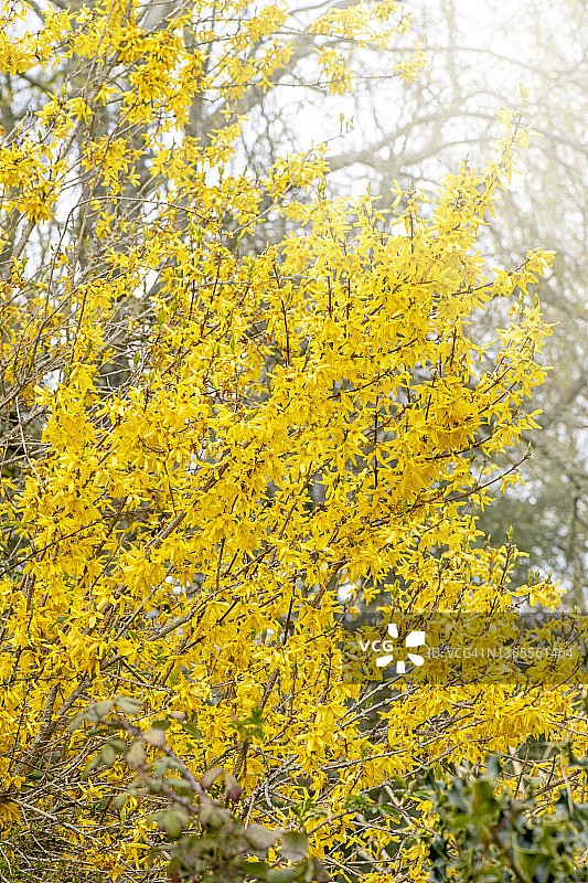 柔和阳光下，充满活力的黄色春季花朵图片素材