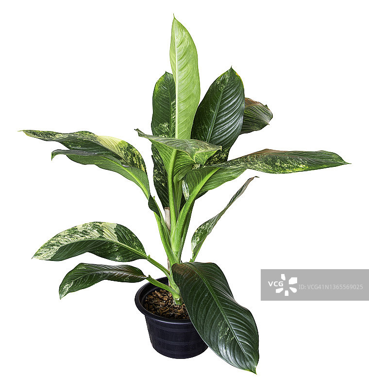 在黑色塑料盆中，花叶万年青的剪切部分（天南星科），隔离在白色背景上图片素材