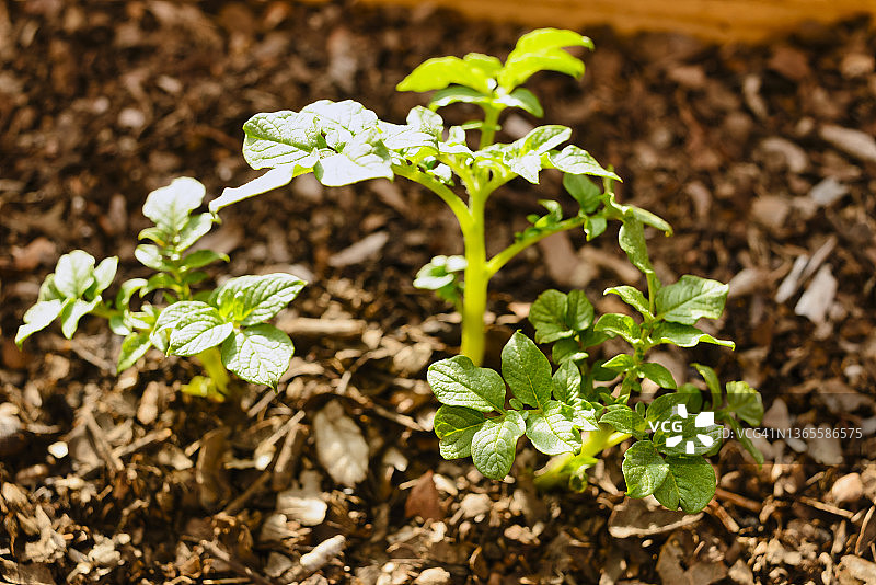 马铃薯植物生长图片素材