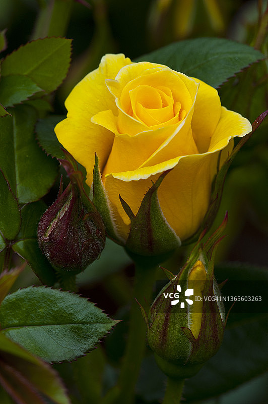 带花蕾的黄色玫瑰—多洛拉品种图片素材