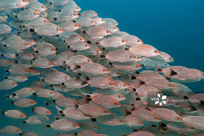 橙色和白色条纹鱼群在水下游泳图片素材