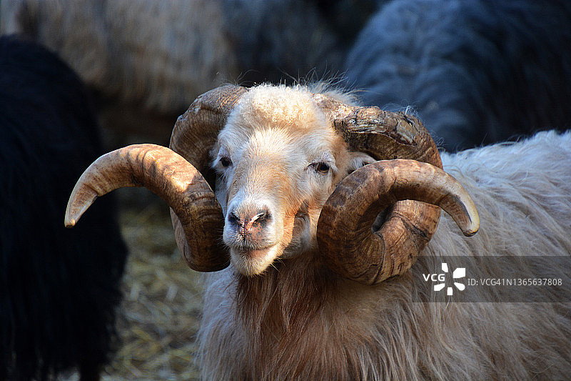 法国公羊肖像图片素材