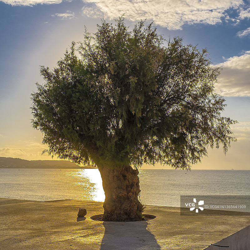 日落时分的海滩上的树图片素材