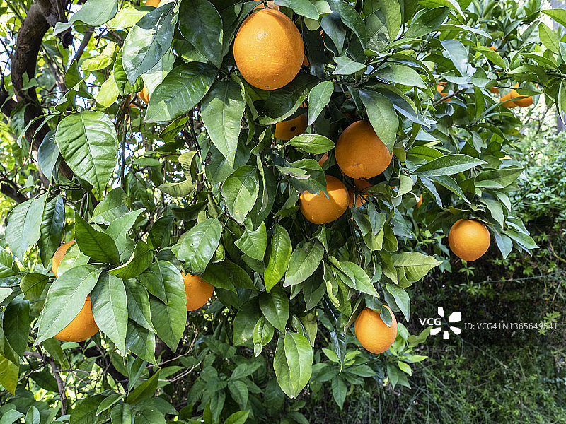 十二月橙色田野，橙子准备收成图片素材