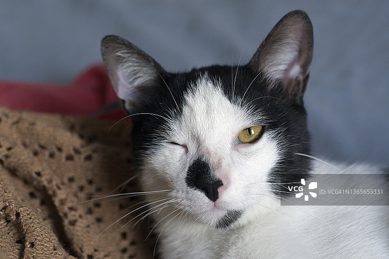 猫眨眼图片素材