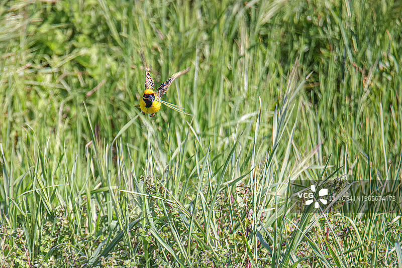 在南非朱莉·德·格伦鸟类观测点观鸟图片素材