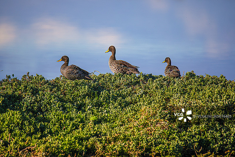 在南非朱莉·德·格伦鸟类观测点观鸟图片素材