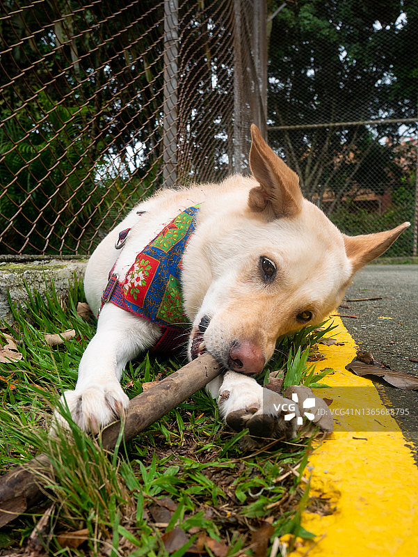 金发德国牧羊犬在草地上玩耍，嚼着一根木棍图片素材