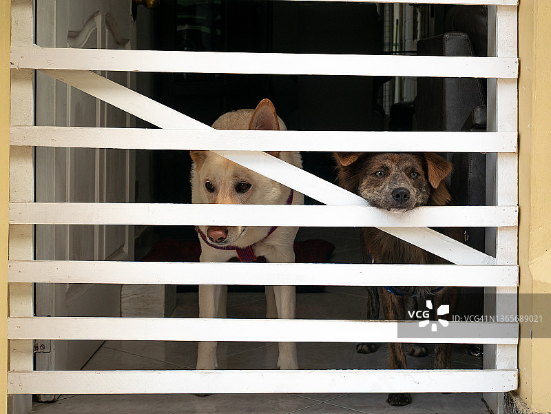金发德国牧羊犬和混种犬在房子里隔着白色栅栏观看图片素材