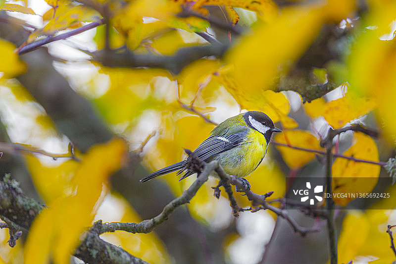 秋树上的大山雀图片素材