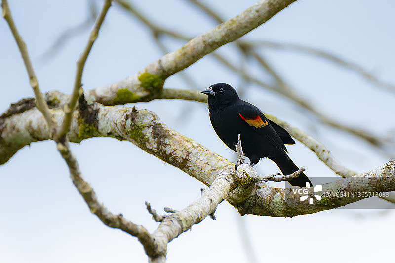 栖息在树枝上的美丽红翅黑鹂图片素材
