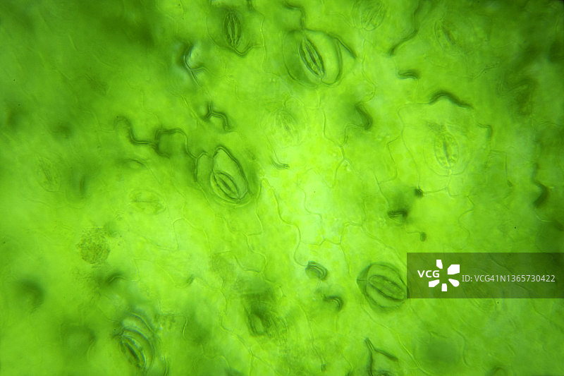 摘要绿色背景图片素材