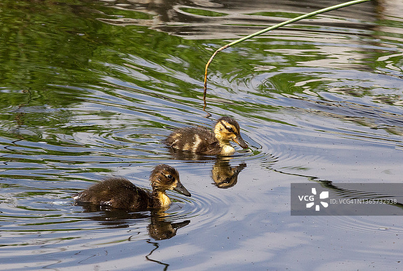 两只小鸭子图片素材