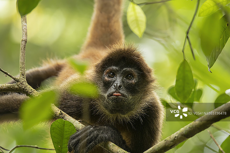 乔氏蜘蛛猴图片素材
