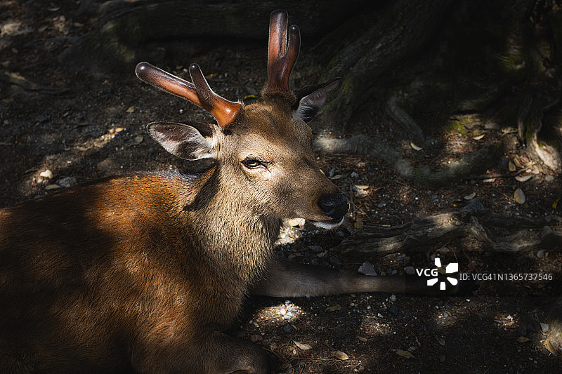 野生鹿图片素材