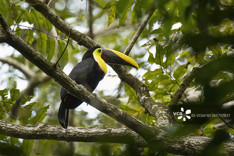 栗嘴巨嘴鸟图片素材