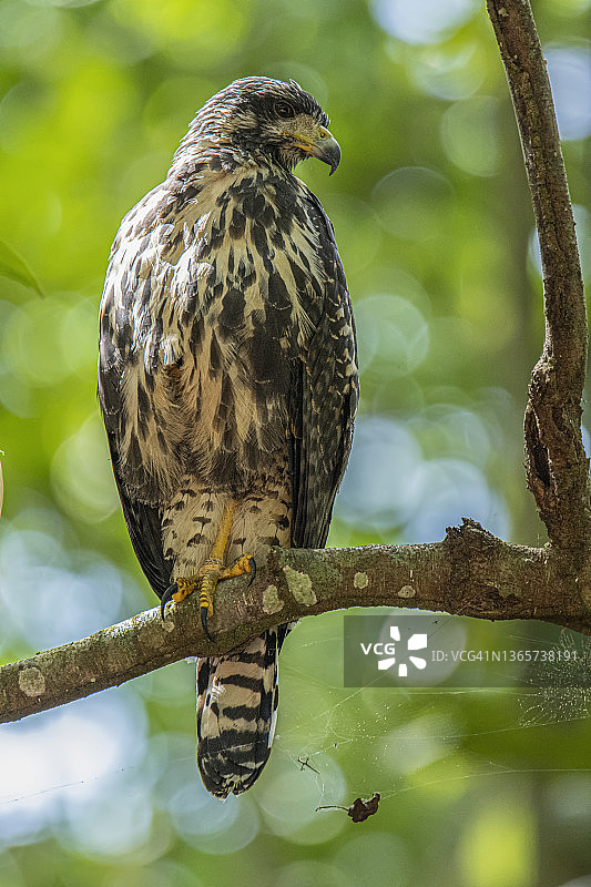 普通黑鹰幼鸟图片素材
