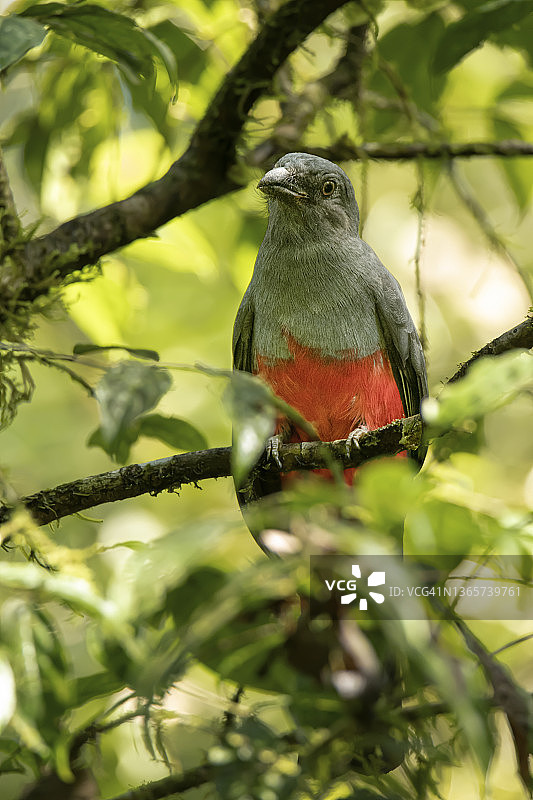 板岩尾鸌图片素材