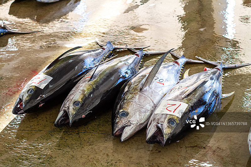 日本胜浦鱼市金枪鱼拍卖图片素材