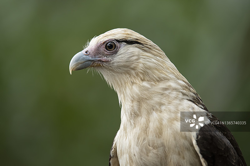 黄头卡拉鹰图片素材