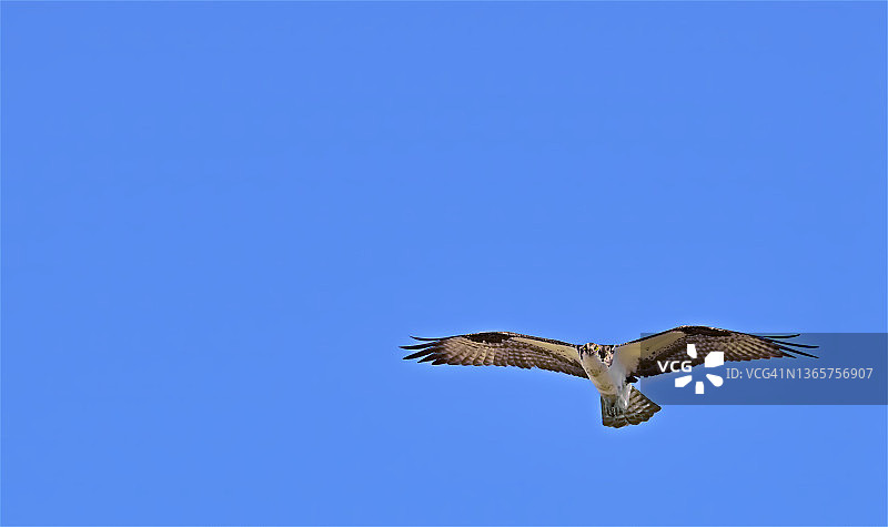 西方鹗图片素材