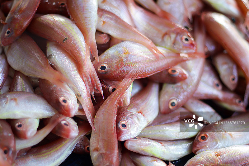 沿海地区当地鱼市待售的新鲜鱼图片素材