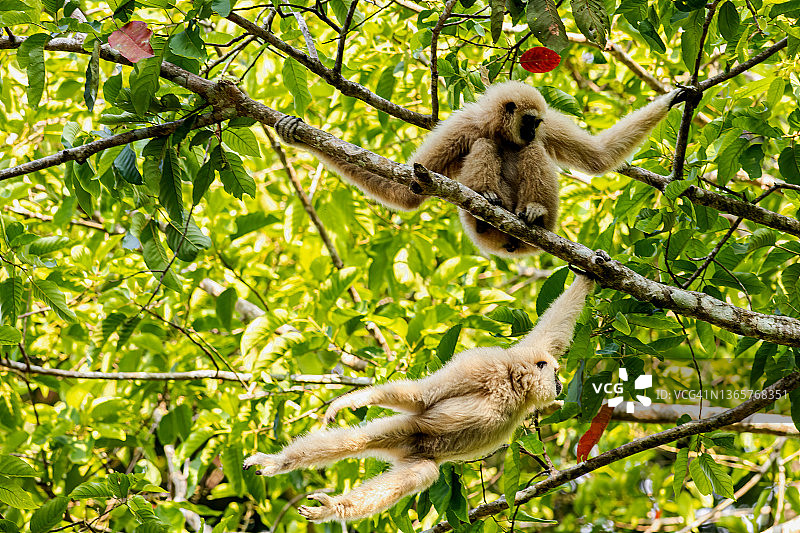 热带雨林中的白掌长臂猿图片素材